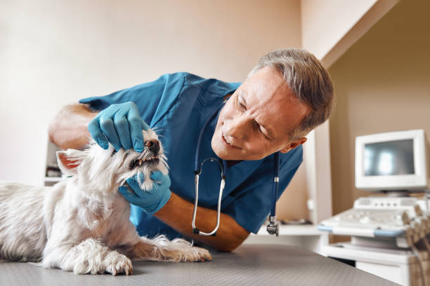 Best Dental Abscess Treatment in Junction City, OR